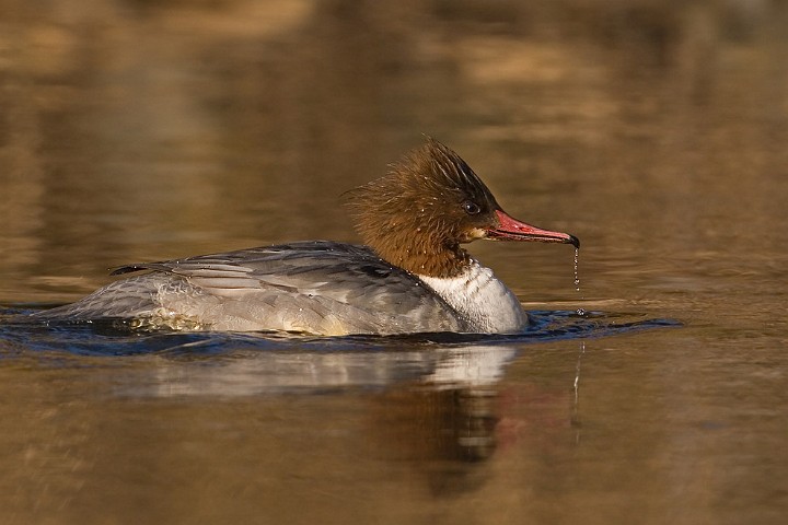 Gnsesger Mergus merganser